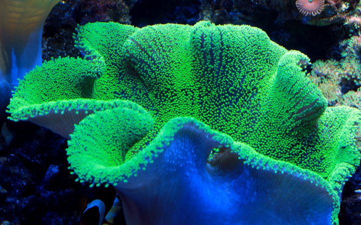 green coral